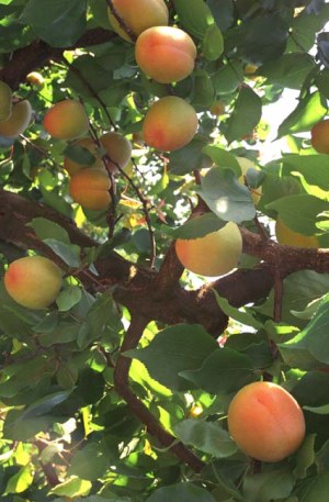 les abricots de la Wachau
