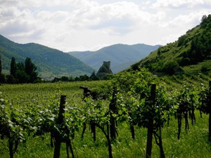 les vignobles de la Wachau